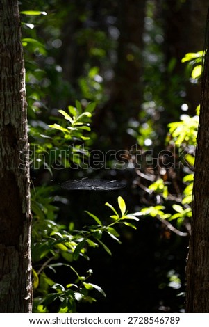 spiderweb between two trees  in the forest