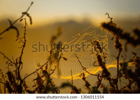 Similar – Abendrot beim Sonnenblumenfeld