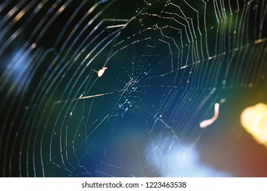 Spiderweb close-up with blurred edges.