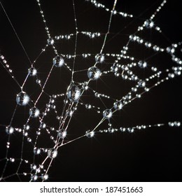 spiderweb covered with dew