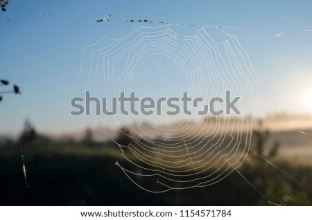 Similar – Image, Stock Photo Summer meadow with mosquitoes