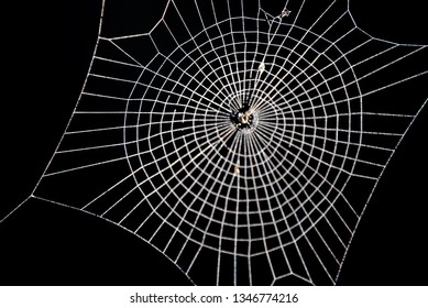 Spider Webs Stock Photos Images Photography Shutterstock