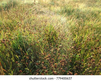 spiderweb in a field