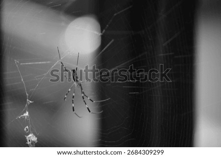 A spiderweb forms in the first light of the day.