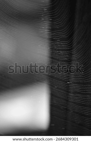 A spiderweb forms in the first light of the day.