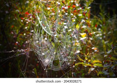 Spiderweb in the Garden Background