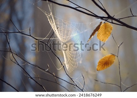 Similar – Image, Stock Photo morning walk Human being