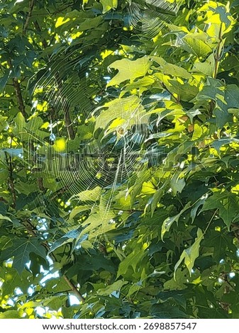 Spiderweb in a green tree 