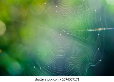 The spiderweb at jungle