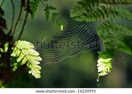 Similar – Image, Stock Photo Branch with luminous leaves of a beech in backlight against a dark background