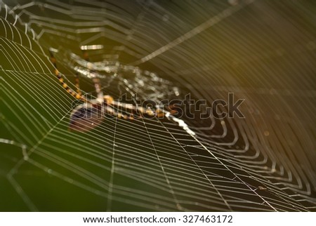 Similar – Image, Stock Photo drosera madagascariensis