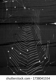 297 Spider web log Images, Stock Photos & Vectors | Shutterstock