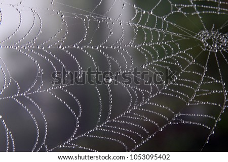 Spiderweb on natural rain background close-up. Spiderweb with drops of rain pattern in dark green light. Spiderweb texture with morning rain abstract bokeh. Partial blur view lines spider web necklace