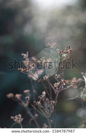 Similar – Image, Stock Photo a yellow and small flower isolated in the field