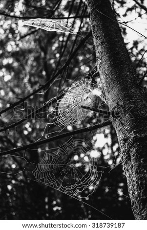 Similar – Image, Stock Photo Deep forests Calm Freedom