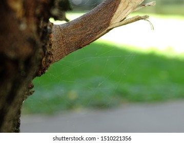 
Spiderweb on a tree macro