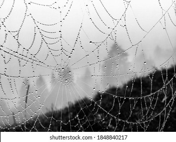 Spiderweb Rain Water Drop Spider