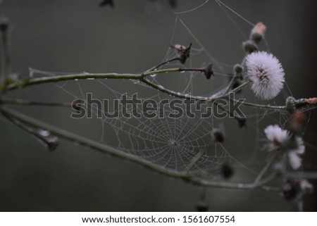 Similar – Image, Stock Photo brown-green Environment