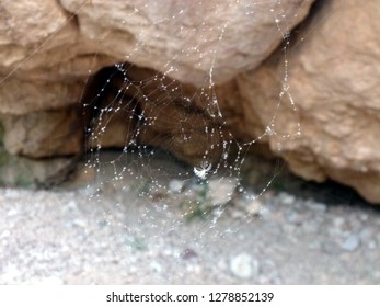 spiderweb with seeds of plants against the background of rocks
