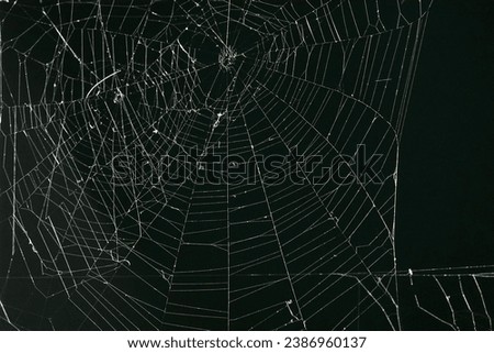                Spiderwebs in the sunlight at Jarvis Creek Park on Hilton Head Island. Webs are backlit and the background is dark.                