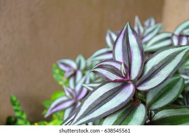 Spiderwort Plant