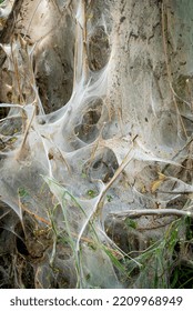 The Spidery Web Of Hatched Gossamer Moths In A Tree