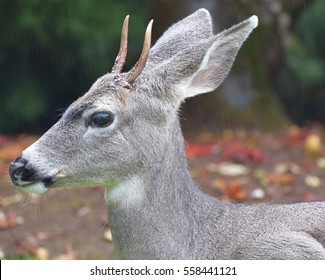 axis spike deer