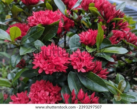 Spike flower, Rubiaceae flower, Ixora coccinea. Close up group of red flower spike and green leaves.