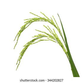 Spike Of Jasmine Rice. Isolated On A White Background