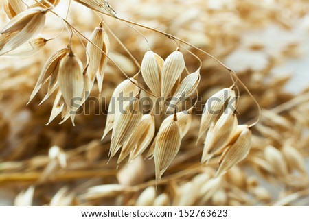 Similar – Image, Stock Photo Why Zen? Wheat Moonlight