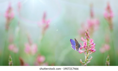 Spike with pink buds of Onobrychis viciifolia and Adonis blue butterfly against blurred meadow background. Beautiful spring - summer nature wallpaper with space for text. Cool image of morning nature.
