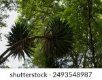 Spike plant with a green naure background, vibrant colors and texture with contrast