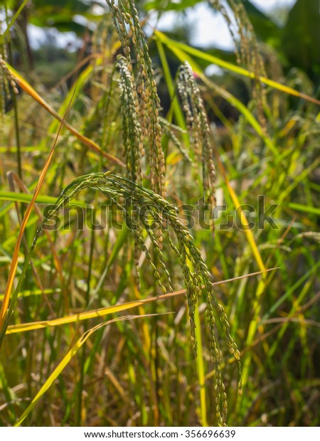 Spike Rice Field Stock Photo 356696639 | Shutterstock