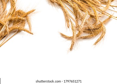 Spike View. Whole, Barley, Harvest Wheat Sprouts. Wheat Grain Ear Or Rye Spike Plant Isolated On White Background, For Cereal Bread Flour. Rich Harvest Concept.