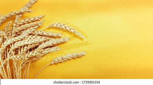 Spike of wheat close up. Cereal crop. Rich harvest creative concept. Top view and copy space. Banner for wensite with shadows from light..