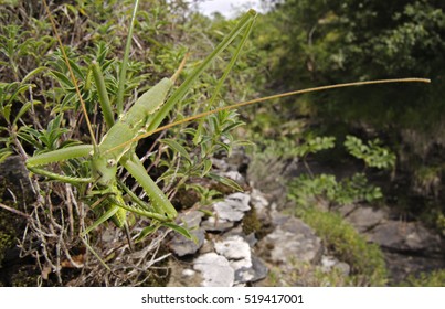 Pedo の画像 写真素材 ベクター画像 Shutterstock