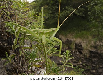 Pedo の画像 写真素材 ベクター画像 Shutterstock