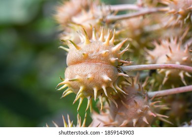 772 Pointy bush Images, Stock Photos & Vectors | Shutterstock