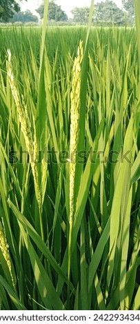 The spikelet in rice is single flowered enclosed by the lemma and palea.