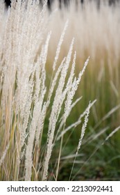 Spikelets Of Beige Grass, Yellow Grass Field