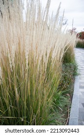 Spikelets Of Beige Grass, Yellow Grass Field