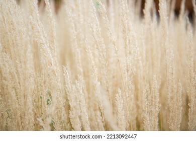 Spikelets Of Beige Grass, Yellow Grass Field