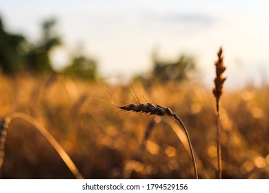 Spikelets Gold Color, Backlit, Natural Summer Background. Photo Of Wheat Field At Sunrise Sun Burst. Glitter Overlay. Selective Focus