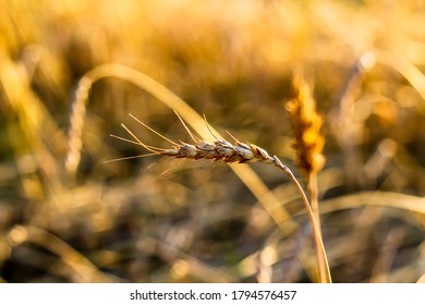 Spikelets Gold Color, Backlit, Natural Summer Background. Photo Of Wheat Field At Sunrise Sun Burst. Glitter Overlay. Selective Focus