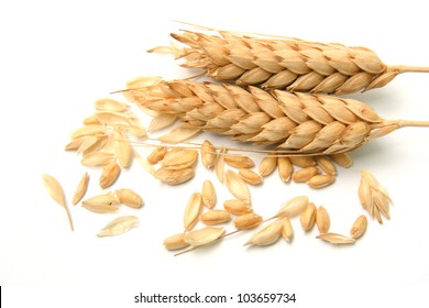 Spikelets and Grains of Wheat on a White Background