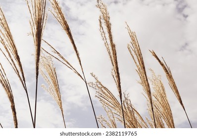 Spikelets of grass against a background of clouds.