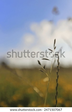 Similar – Image, Stock Photo dandelion Dandelion Flower