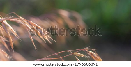 The spikelets of grass with dew drops in the pre-dawn gentle haze. Macro, narrow focus.