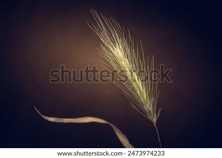 Similar – Image, Stock Photo ears Ear of corn Grass