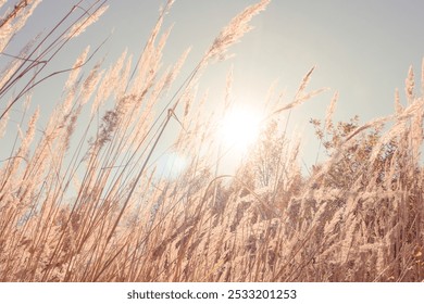 Spikelets of grass in the rays of the dim sun, pastel tinting autumn season